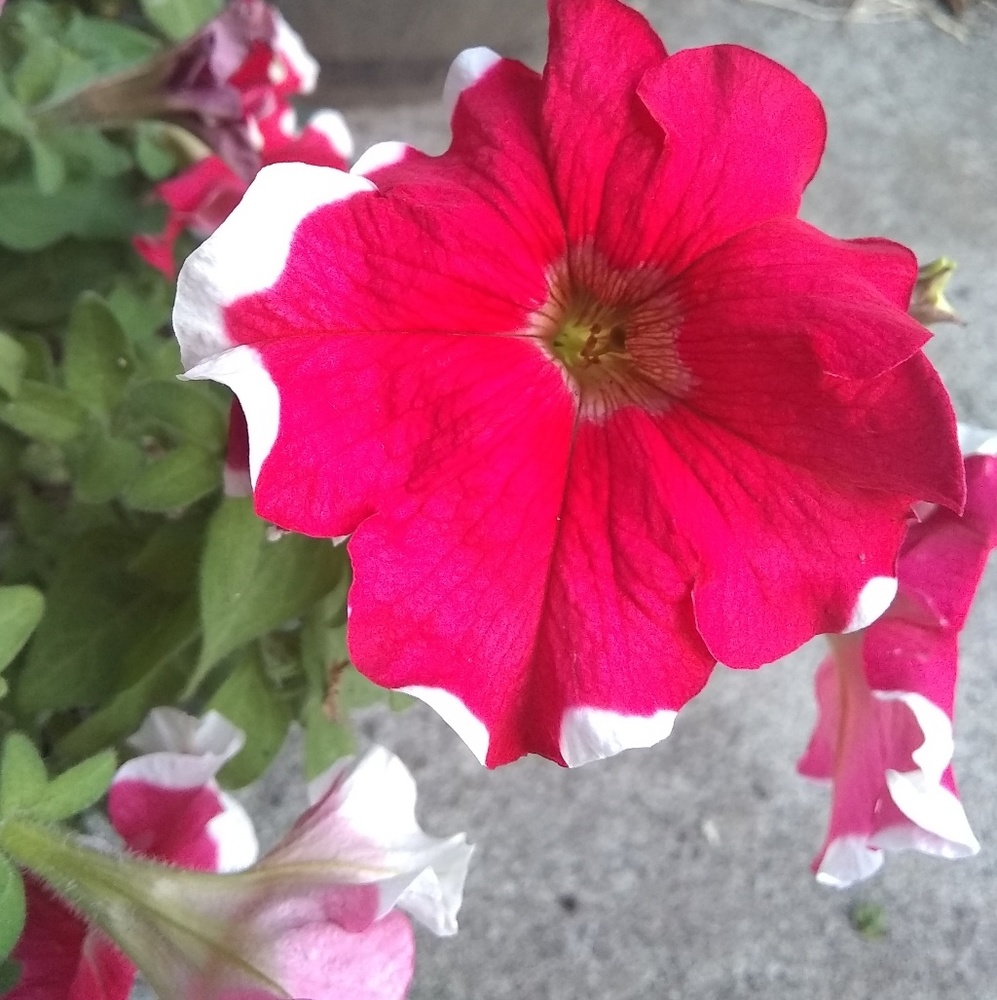 Meet your Posher, Katrina